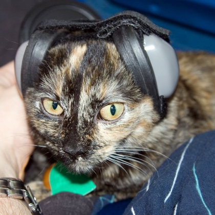 Kuulosuojaimet koiralle, Extra Small