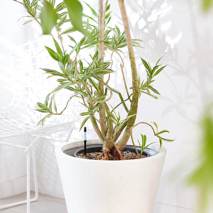 Kosteusmittari ruukkukasveille, Large Musta