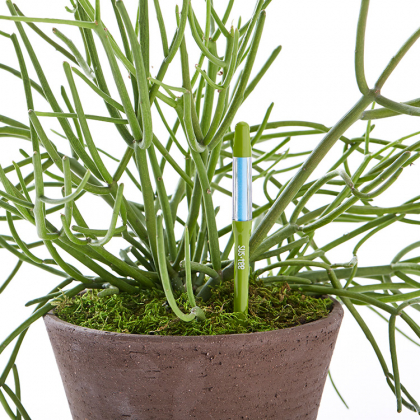 Kosteusmittari ruukkukasveille, Medium Vihreä