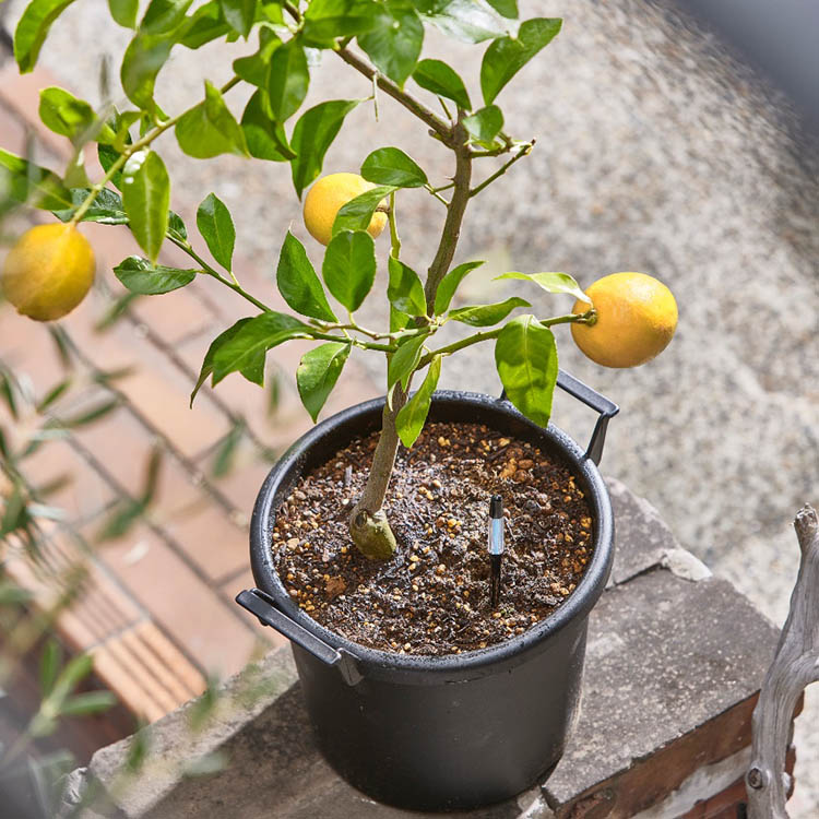 Kosteusmittari ruukkukasveille, Medium Musta