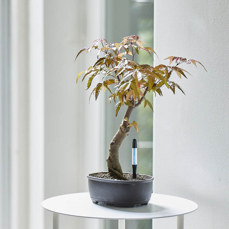 Kosteusmittari ruukkukasveille, Pieni Musta