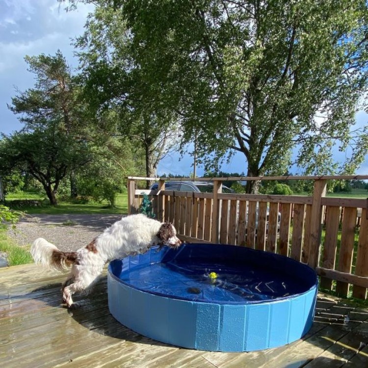 Kokoontaitettava koira-allas, 160 cm