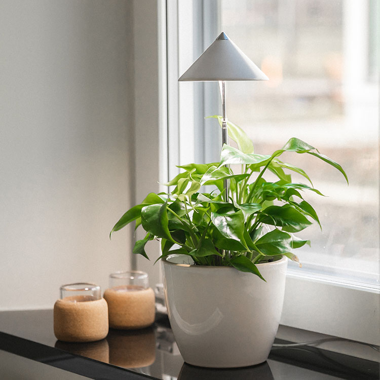 Kasvivalo teleskooppivarrella 7W, Valkoinen