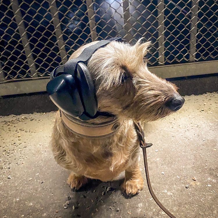 Kuulosuojaimet koiralle
