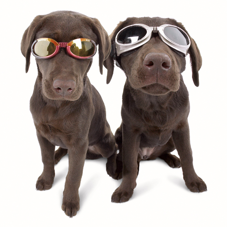 Suojalasit koiralle, Doggles