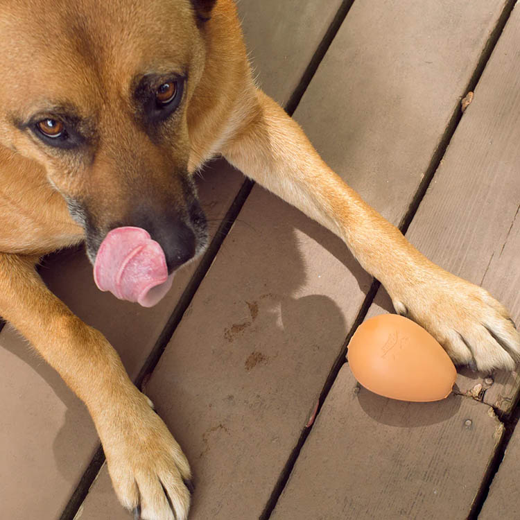 Koiran lelu, pomppiva muna