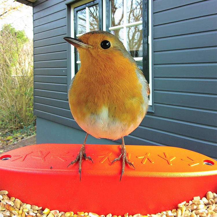 Lintujen syöttölaite kameralla, Birdbuddy