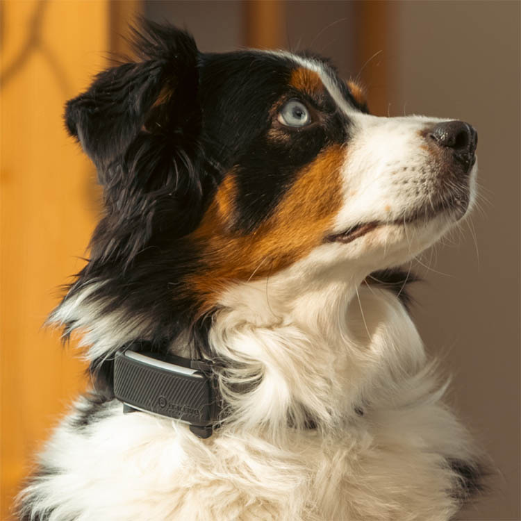 GPS-seuranta koirille, Tractive ryhmässä Vapaa-aika / Lemmikit / Koiratarvikkeet @ SmartaSaker.se (11853)
