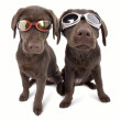 Suojalasit koiralle, Doggles Suojalasit koiralle, Doggles