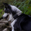 GPS-seuranta koirille, Tractive GPS-seuranta koirille, Tractive