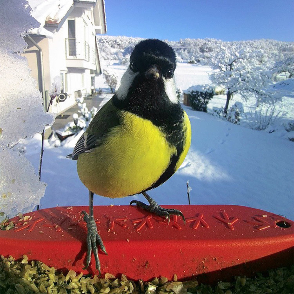 Lintujen syöttölaite kameralla, Birdbuddy ryhmässä Koti / Puutarha / Linnunpöntöt ja Mehiläishotellit @ SmartaSaker.se (14643)