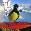Lintujen syöttölaite kameralla, Birdbuddy