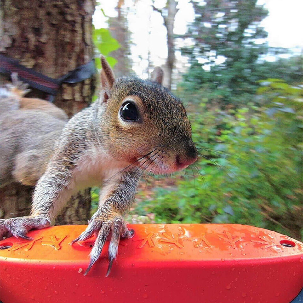 Lintujen syöttölaite kameralla, Birdbuddy ryhmässä Koti / Puutarha / Linnunpöntöt ja Mehiläishotellit @ SmartaSaker.se (14643)